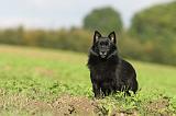 SCHIPPERKE 473